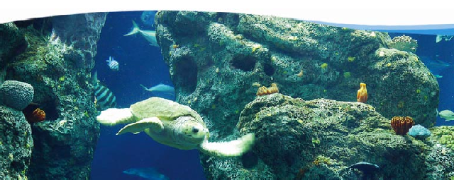 South carolina aquarium discount coupons